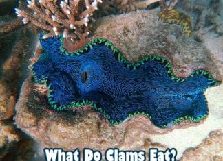 What Do Clams Eat?