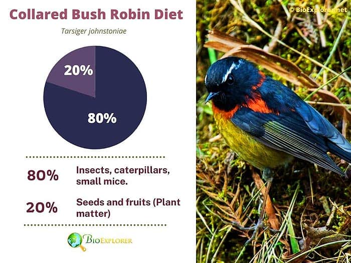 What Do Collared Bush Robins Eat?