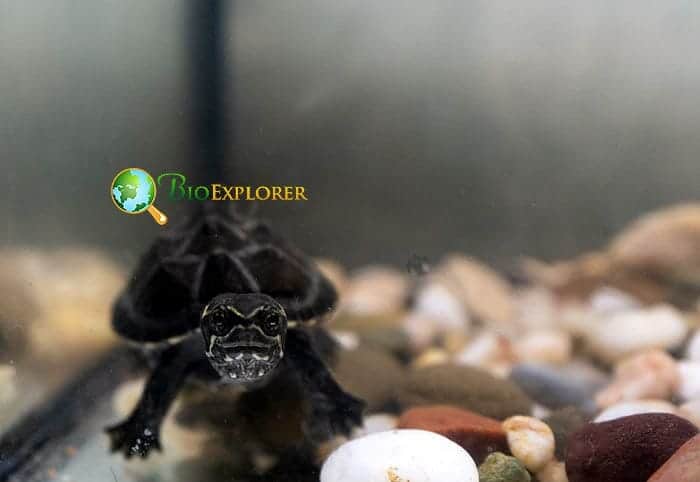 What Do Common Musk Turtles Eat?