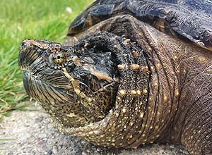 What do Common Snapping Turtles Eat?