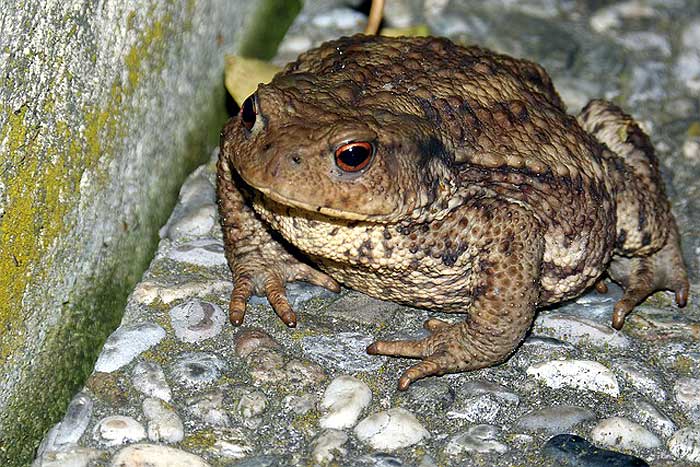 What do Common toads eat?