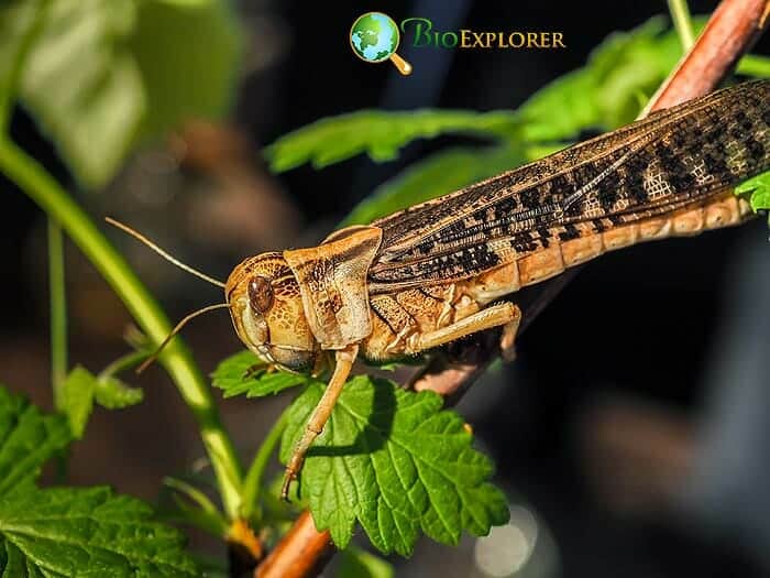 What Do Coulee Crickets Eat?