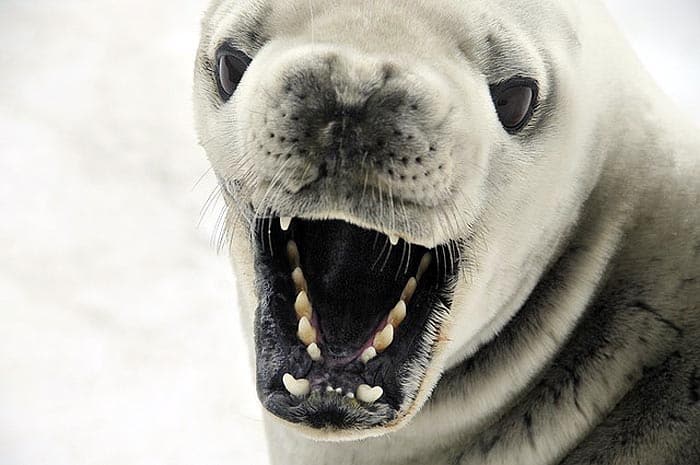 What do Crabeater Seals eat?