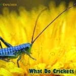 What Do Crickets Eat?