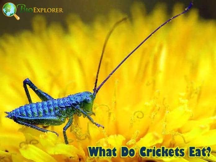 What Do Crickets Eat?