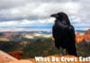 What Do Crows Eat?