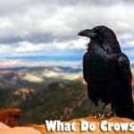 What Do Crows Eat?