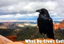 What Do Crows Eat?