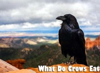 What Do Crows Eat?