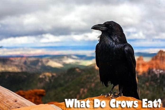 What Do Crows Eat?