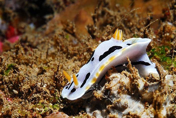 What do Dark-margined Glossodoris eat?