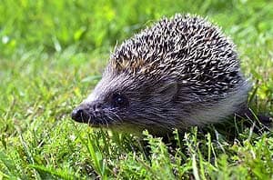 What Do Daurian Hedgehogs Eat?