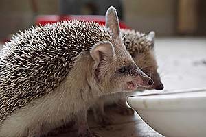 What Do Desert Hedgehogs Eat?