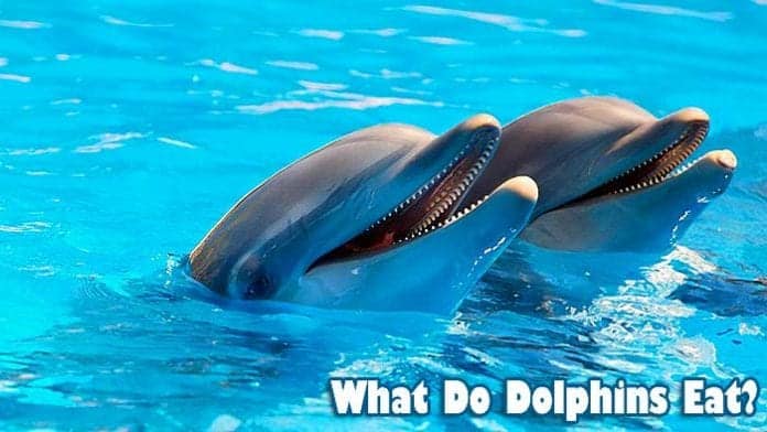 what do dolphins eat?