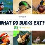 What Do Ducks Eat?