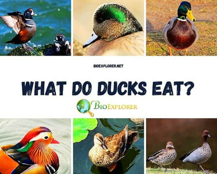 What Do Ducks Eat?