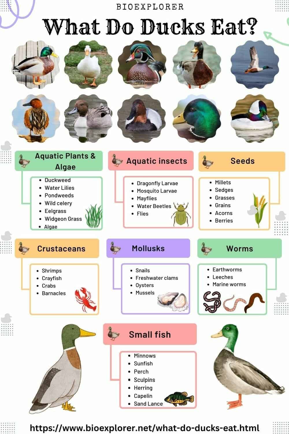 What Do Ducks Eat? | Ducks Diet By Types (Updated 2023)