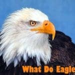 What Do Eagles Eat?