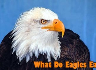 What Do Eagles Eat?