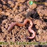 What Do Earthworms Eat?