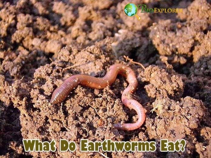 What Do Earthworms Eat?