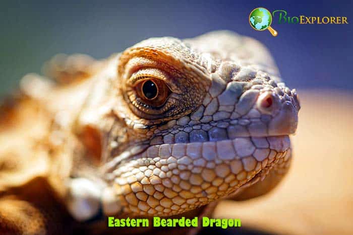 What Do Eastern Bearded Dragon Eat?