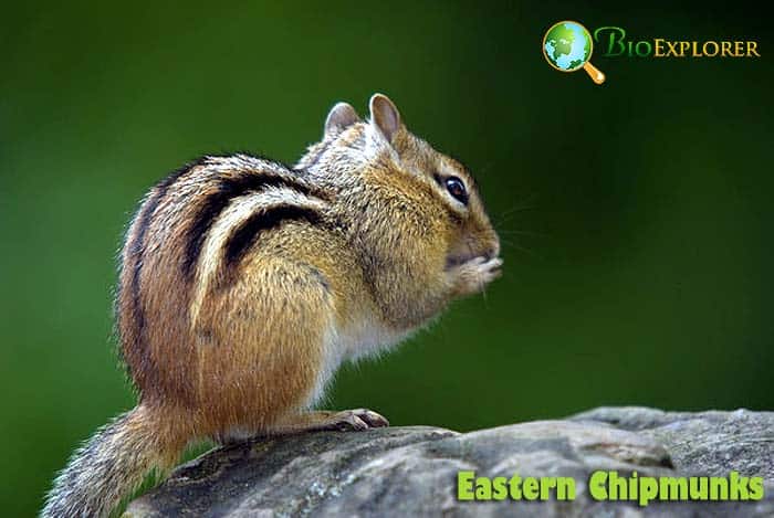 What Do Eastern Chipmunks Eat?