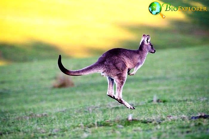 What Do Eastern Grey Kangaroos Eat?