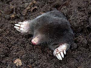 what do Eastern moles eat?