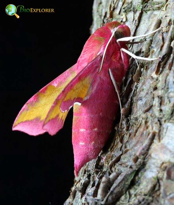 What Do Elephant Hawk Moths?