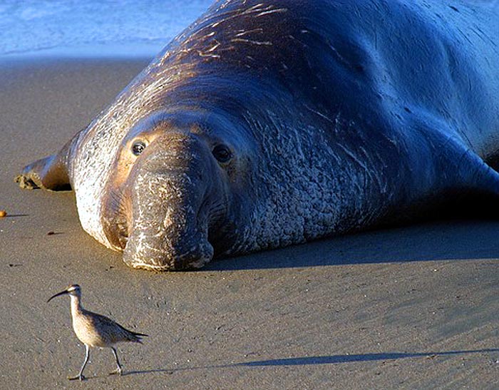 What do Elephant Seals eat?