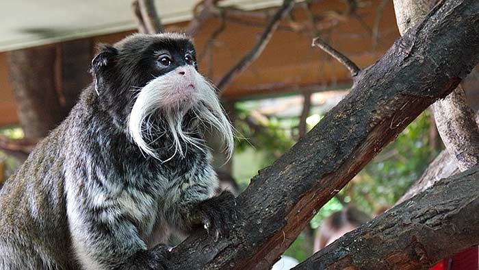 What do emperor tamarins eat?