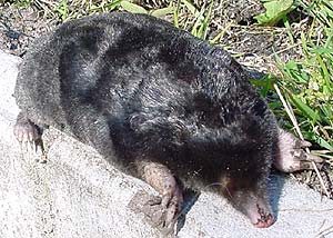 what do European moles eat?