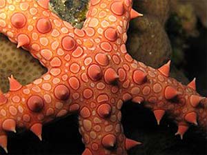 What do Eyptian Sea Star Eat?