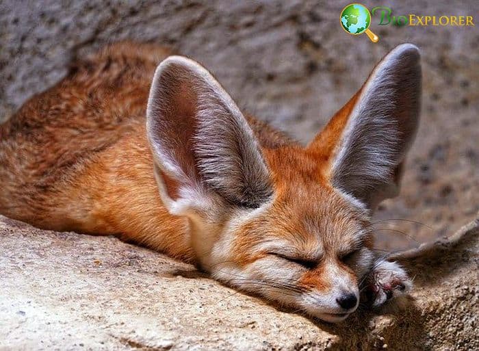 What Do Fennec Foxes Eat?