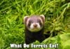 What Do Ferrets Eat?