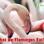 What Do Flamingos Eat?