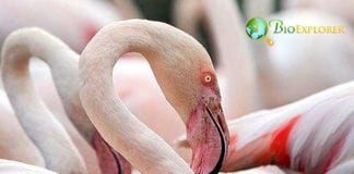 What Do Flamingos Eat?