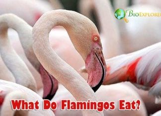 What Do Flamingos Eat?