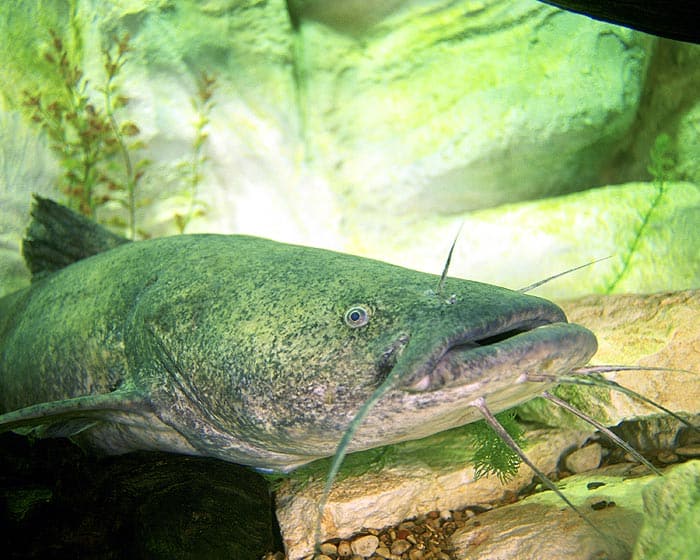 What do Flathead Catfish Eat?