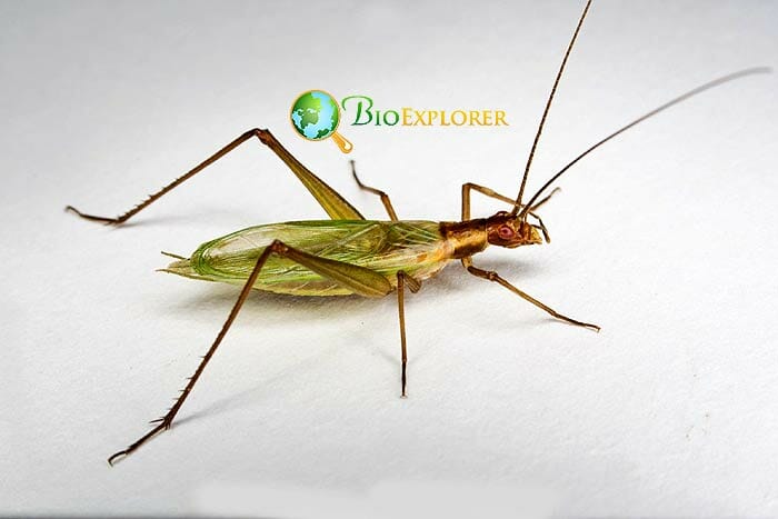 What Do Four-spotted Tree Crickets Eat?