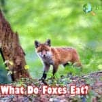 What Do Foxes Eat?