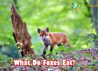 What Do Foxes Eat?