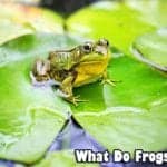 what do frogs eat?