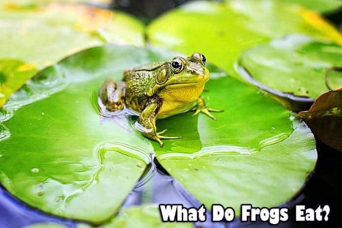 what do frogs eat?