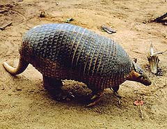 what do giant armadillos eat?