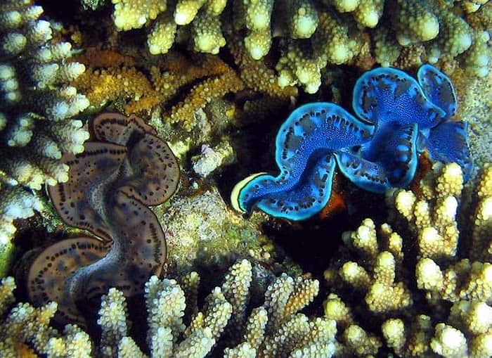 What do Giant Clams eat?