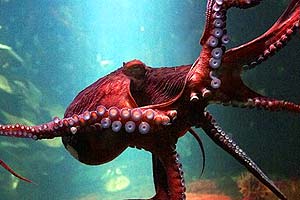 what do giant pacific octopuses eat?