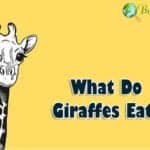 What Do Giraffes Eat?