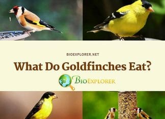 What Do Goldfinches Eat?